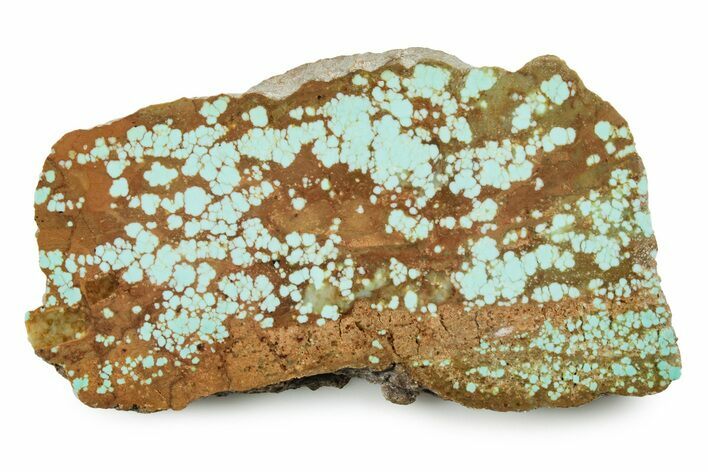 Polished Turquoise Slab - Number Mine, Carlin, NV #245506